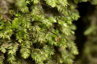 Cây Rêu lá vẩy, Lân diệp đài - Taxiphyllum taxiramenum (Mitt.) Fleisch