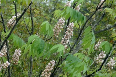 Cây Rết nây Trung Quốc, Chung ngạc mộc - Bretschneidera sinensis Hemsl