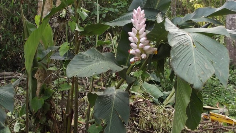 Cây Riềng Malacca, Alpinia malaccensis (Burm. f.) Roscoe