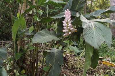 Cây Riềng Malacca, Alpinia malaccensis (Burm. f.) Roscoe