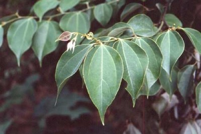Cây Re mới hoa thưa, Tiểu hoa tân chương. Tam cô cân - Neocinnamomum delavayi (Lecomte) H. Liou (Cinnamomum delavayi Lec., Neocinnamomum parvifolium (Lec.) H. Liou)