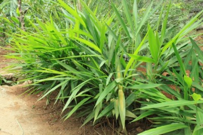 Cây Riềng nếp, Riềng ấm - Alpinia galanga (L.) Willd
