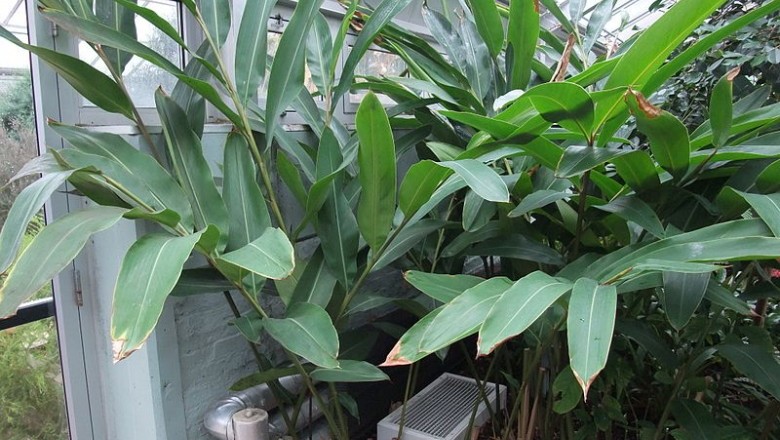 Cây Riềng ấm, Riềng đẹp, Sẹ nước, Gừng ấm - Alpinia zerumbet (Pers.) Burtt et Sm. (A. speciosa (Wall.) Schum., A. nutans Roscoe)