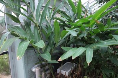 Cây Riềng ấm, Riềng đẹp, Sẹ nước, Gừng ấm - Alpinia zerumbet (Pers.) Burtt et Sm. (A. speciosa (Wall.) Schum., A. nutans Roscoe)
