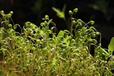 Cây Rêu than, Hồ lô đài - Funaria hygrometrica Hedw