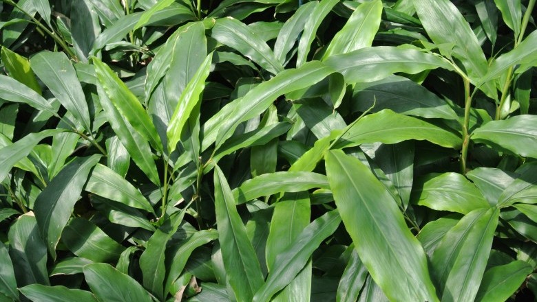 Cây Riềng dơi, Sa nhân lớn - Amomum vespertilio Gagnep