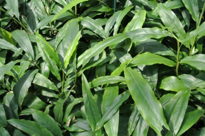 Cây Riềng dơi, Sa nhân lớn - Amomum vespertilio Gagnep