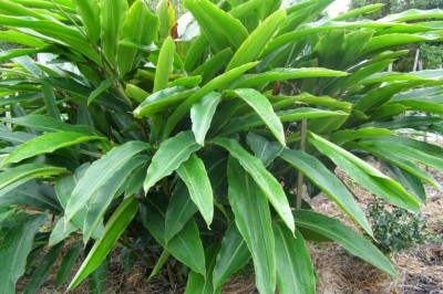 Cây Riềng, Riềng thuốc - Alpinia officinarum Hance