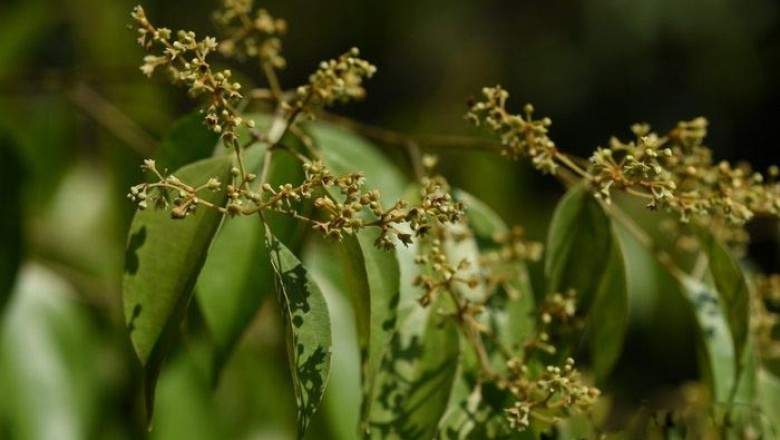 Cây Re mới Lecomte, Re Lecomte - Neocinnamomum lecomtei H. Liou (N. Hainanianum Allen)