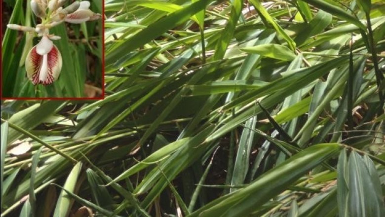Cây Riềng lưỡi ngắn, Riềng mép ngắn - Alpinia breviligulata Gagnep