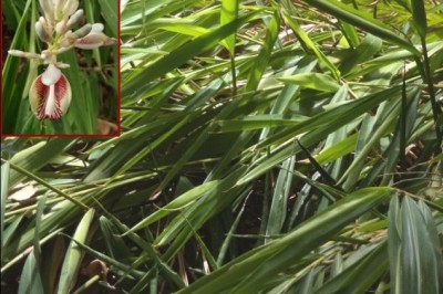 Cây Riềng lưỡi ngắn, Riềng mép ngắn - Alpinia breviligulata Gagnep