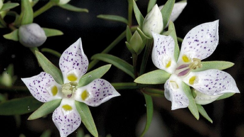 Cây Rau răng hoẵng lá hẹp, Hoạt lá hẹp - Swertia angustifolia Buch - Ham