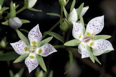 Cây Rau răng hoẵng lá hẹp, Hoạt lá hẹp - Swertia angustifolia Buch - Ham