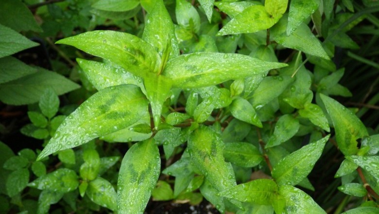 Cây Rau răm - Polygonum odoratum Lour