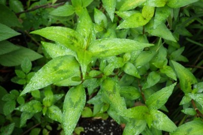 Cây Rau răm - Polygonum odoratum Lour