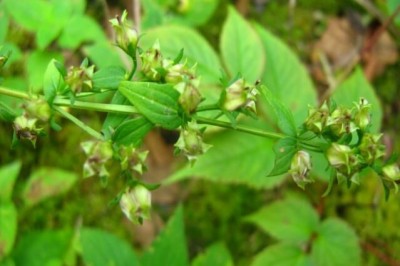 Cây Rau răng hoẵng đẹp, Mỹ lệ chương nha thái, Hoạt đẹp - Swertia pulchella (D.Don) Buch - Ham  (S. angustifolia Buch - Ham var pulchella (Buch - Ham) Burkill)