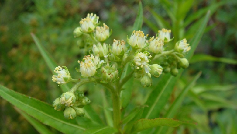 Cây Rau rễ xé, Thuỷ trạch lan- Penthorum chinense Purshm