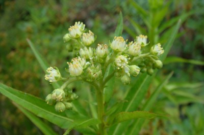 Cây Rau rễ xé, Thuỷ trạch lan- Penthorum chinense Purshm