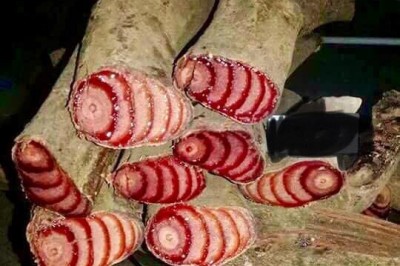 Bài thuốc đông y chữa bệnh Thông kinh lạc, chữa đau khớp từ cây Huyết rồng