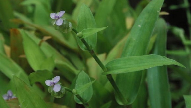 Cây Rau rươi lá bắc, Cườm cườm, Trai lá hoa - Murdannia bracteata (C.B. Clarke) Kuntze ex J.K Morton (Aneilema nudiflorum R. Br var bracteatum C.B Clarke)