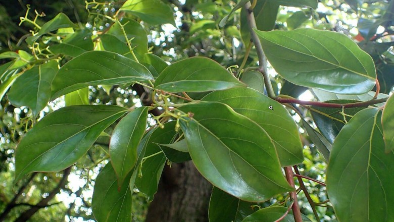 Cây Re mốc, Re xanh phấn, Gù hương - Cinnamomum glaucescens (Nees) Drury