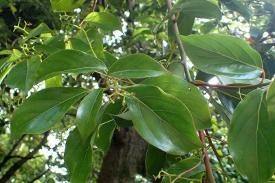 Cây Re mốc, Re xanh phấn, Gù hương - Cinnamomum glaucescens (Nees) Drury