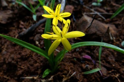 Cây Rau báo rừng, Cồ nốc song đính - Curculigo disticha Gagnep