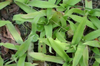 Cây Rau rươi lông tuyến, Trai sáng - Murdannia loureirii (Hance) Rolla Rao et Kammathy (Aneilema loureiriiHance)