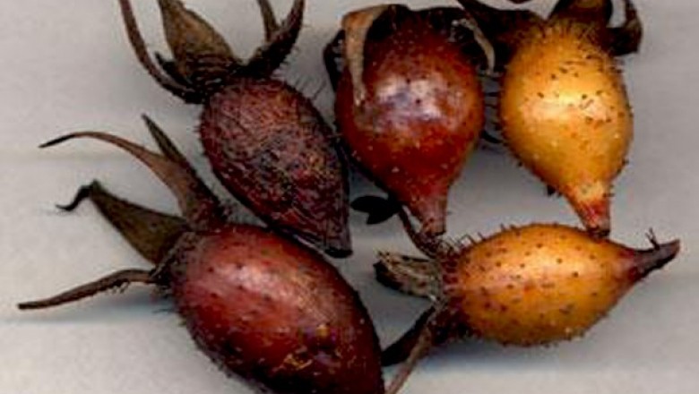 Kim anh tử làm thuốc