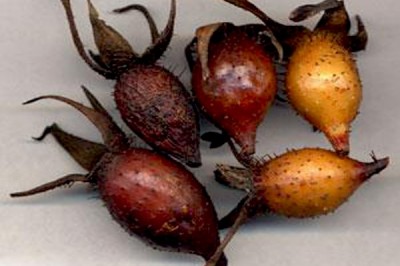 Kim anh tử làm thuốc