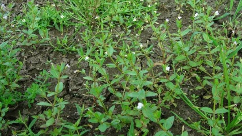 Cây Rau chân vịt, Rau bờ ruộng, Mạch thượng thái - Lindernia procumbens (Krock) Borbas (Anagalloides procumbens Krock L. erecta (Benth) Bon)
