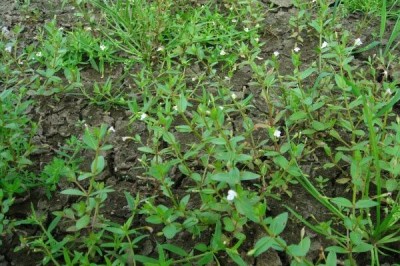 Cây Rau chân vịt, Rau bờ ruộng, Mạch thượng thái - Lindernia procumbens (Krock) Borbas (Anagalloides procumbens Krock L. erecta (Benth) Bon)