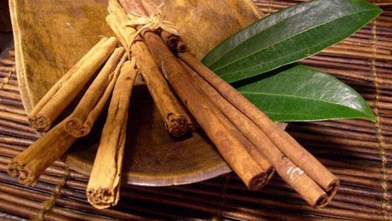 Cây Quế đỏ - Cinnamomum tetragonum A. Chev.