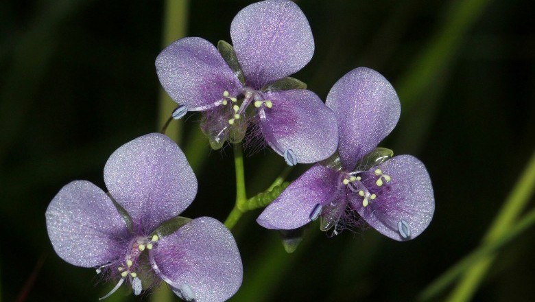 Cây Rau rươi đơn giản, Rau rươi tàu, Trai đơn giản - Murdannia simplex (Vahl) Brenan (Commelina simplexVahl. Aneilenma sinicum Ker Gawl)