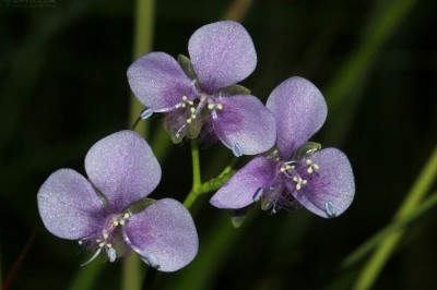 Cây Rau rươi đơn giản, Rau rươi tàu, Trai đơn giản - Murdannia simplex (Vahl) Brenan (Commelina simplexVahl. Aneilenma sinicum Ker Gawl)