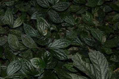 Cây Rau pơ la - Elatostema balansae Gagnep