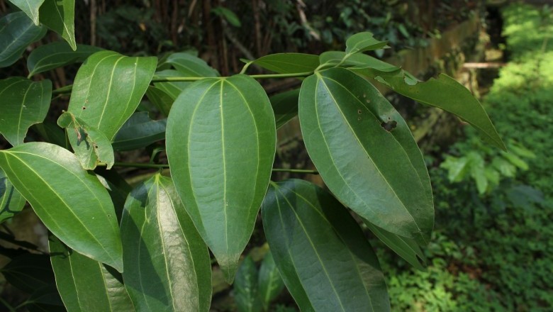 Cây Re cẩm chướng. Quế rành - Cinnamomum caryophyllus (Lour.) Moore