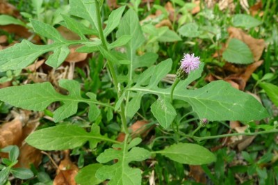 Cây Rau tô, Lê nê - Hemistepta lyrata (Bunge) Bunge (Cirsium lyrata Bunge)