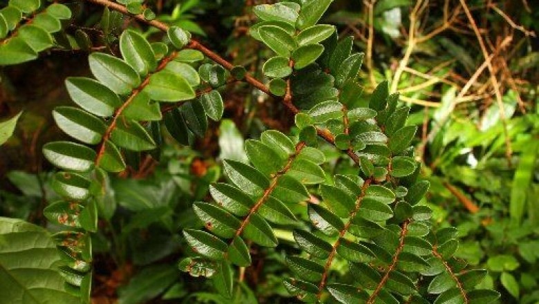 Cây Rè đẹp, Chua ngút hoa đẹp - Embelia pulchella Mez