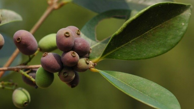 Cây Trâm hoa nhỏ, Trâm Hance - Syzygium hancei Merr. et. Perry