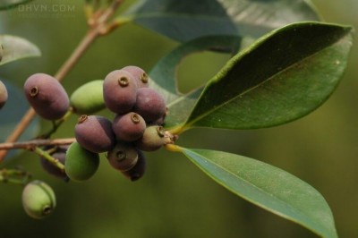 Cây Trâm hoa nhỏ, Trâm Hance - Syzygium hancei Merr. et. Perry