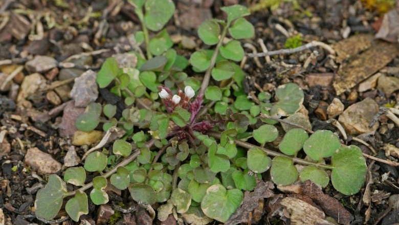 Cây Rau tề tấm - Cardamine hirsuta L