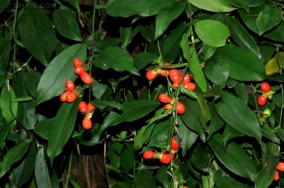 Cây Ráy leo Trung Quốc, Thạch cam tử - Pothos chinensis (Raf.) Merr (P. yunanensis Engl.)