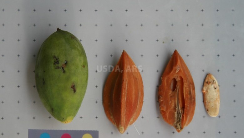 Cây Trám hồng, Trám ba cạnh, Cà na Bengal - Canarium bengalense Roxb