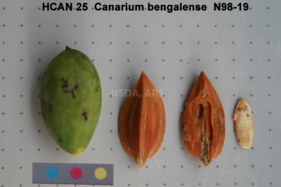 Cây Trám hồng, Trám ba cạnh, Cà na Bengal - Canarium bengalense Roxb