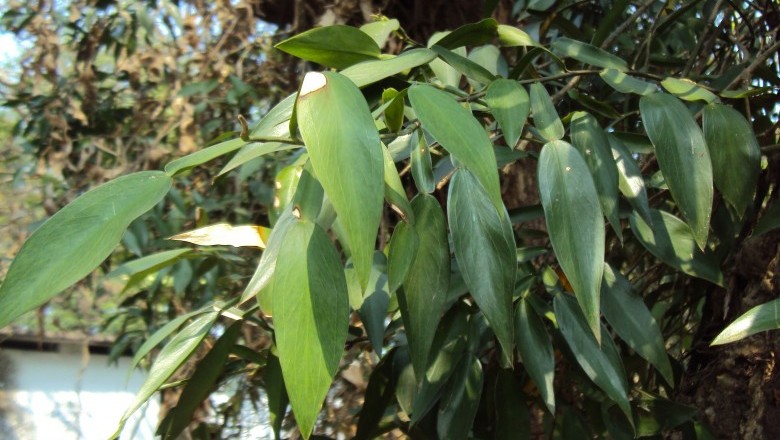 Cây Ráy leo, Trầu bà rừng, Cổ bồng - Pothos scandens L