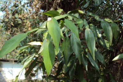 Cây Ráy leo, Trầu bà rừng, Cổ bồng - Pothos scandens L