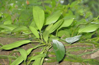 Cây Ráy leo Hồng kông, Ðuôi Phượng Hồng Kông - Rhaphidophora hongkongensis Schott