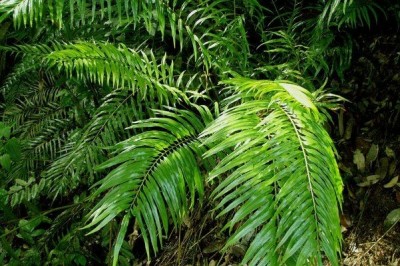 Cây Rau vi lá dừa, Ráng ất minh Vachell, hoa nam tử ki - Osmunda vachellii Hook