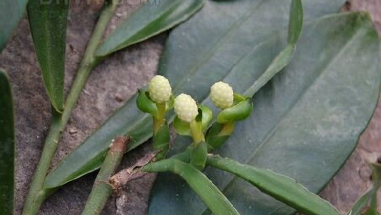 Cây Ráy leo Cauthcart, Cam đá - Pothos cathcartii Schot